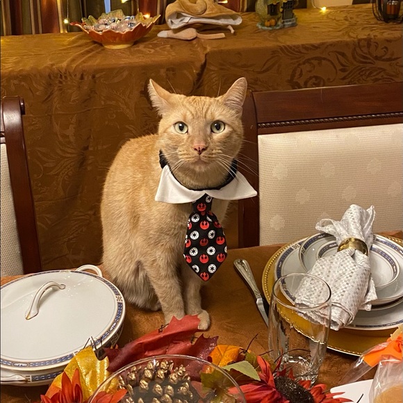 Meet your Posher, Sheila - Picture 1 of 1